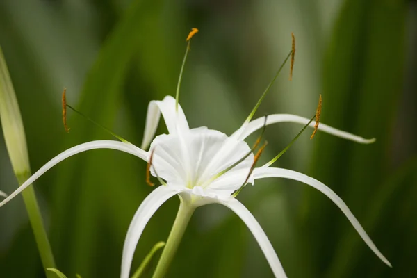 Lírio branco como flor, Lírio de aranha — Fotografia de Stock