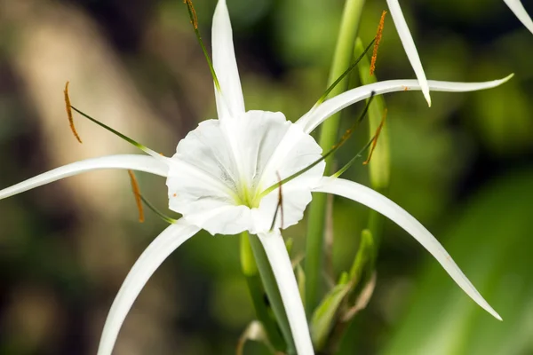 White lily like flower, Spider lily — Stock Photo, Image