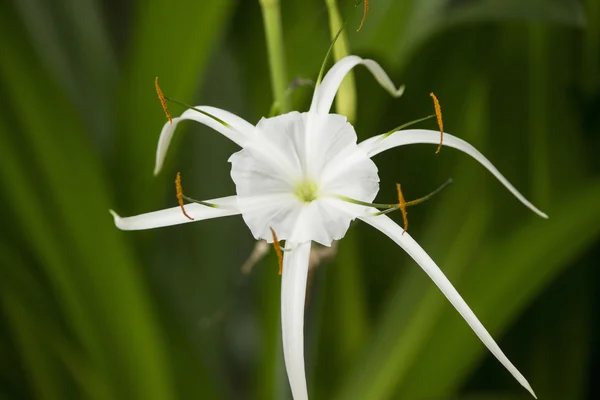White lily like flower, Spider lily — Stock Photo, Image