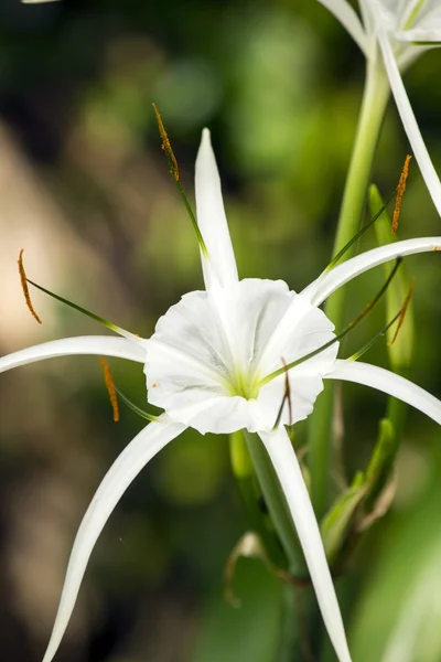 Lírio branco como flor, Lírio de aranha — Fotografia de Stock