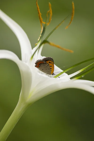 Оранжевая бабочка сосёт нектар из белого цветка — стоковое фото
