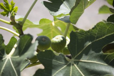 İncir ağacı taşıyan meyve