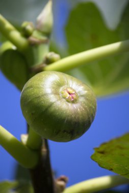 İncir ağacı taşıyan meyve