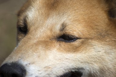 Köpek yüz fotoğrafını ekrana kapatın