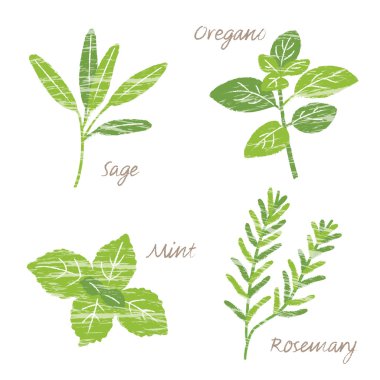 Various herbs illustration clipart