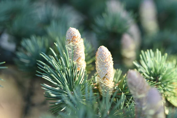 Close Pine Cones Decorations — Stock Photo, Image