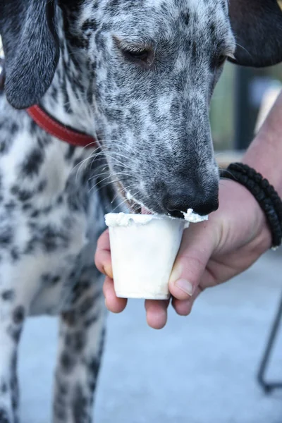 Dalmaçyalı köpek fincandan krema yiyor.