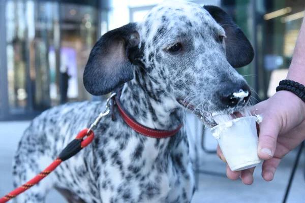 Dalmaçyalı köpek fincandan krema yiyor.