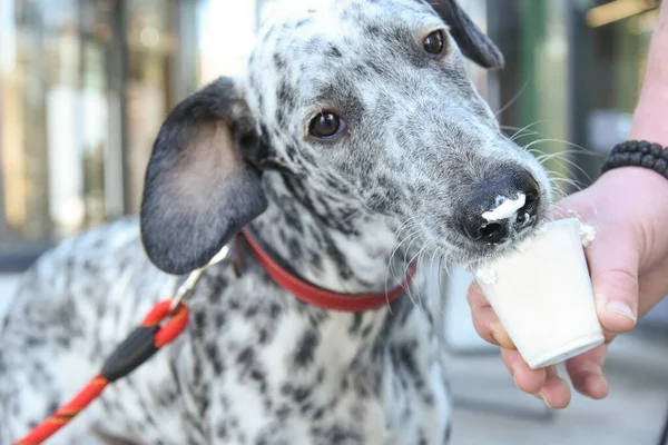 Dalmatian dog eating whipped cream from cup