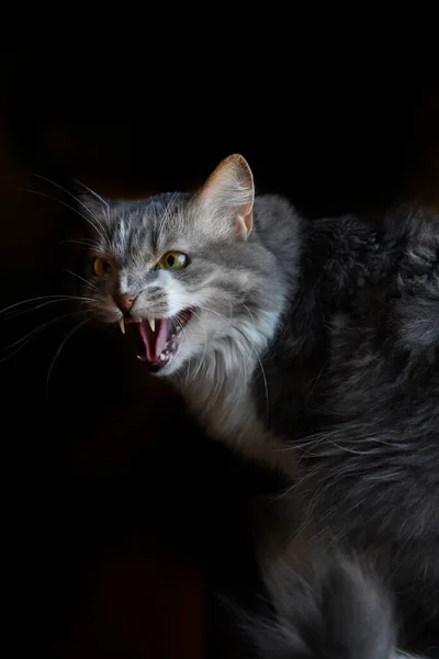 Angry cat with long gray hair on dark background. Cat roar