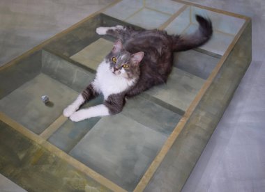 Gri saçlı, uzun saçlı ve boyayla oynayan bir kedi. 3B illüzyon