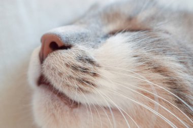 Beyaz arka planda güzel uykucu kedi