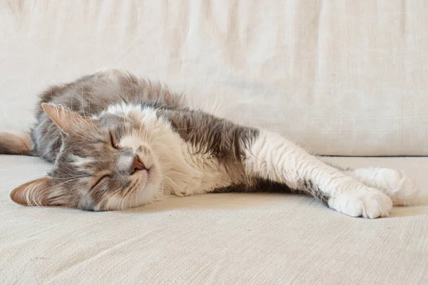 Beyaz arka planda güzel uykucu kedi