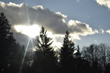 Bulutlu gökyüzü ve karanlık çam ormanı