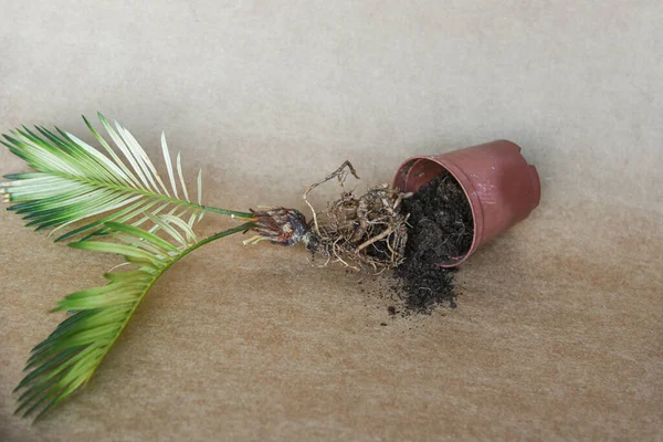 Date palm with roots and dirt. The date palm plant fell out of the pot on white background.Empty copy space