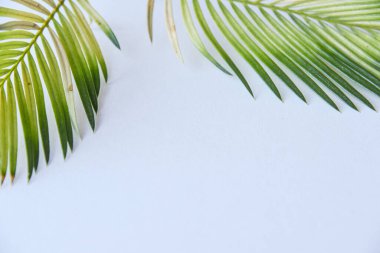 Birbirine girmiş kat kat tomurcukları olan hurma ağaçları yetiştirdik; Hurma ağacının bitkisi beyaz arka planda saksıdan düştü. Boş kopya alanı