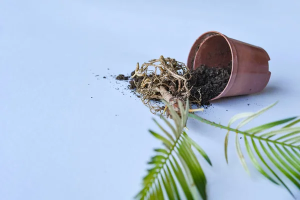 Date palm with roots and dirt. The date palm plant fell out of the pot on white background.Empty copy space