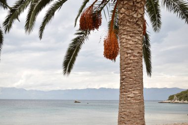 Deniz kıyısının, kayalıkların, ormanın ve dağların güzel manzarası