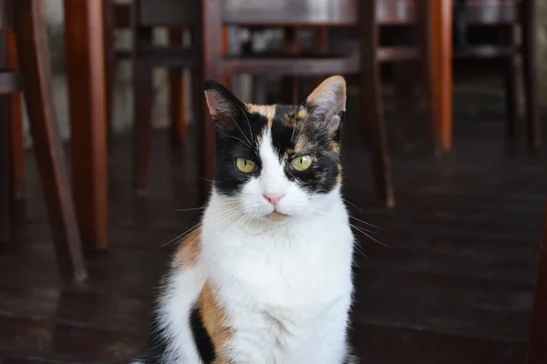 Streunende Katze Restaurant Leerer Kopierraum — Stockfoto