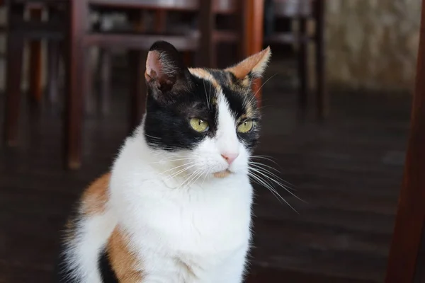 Een Zwerfkat Een Restaurant Lege Kopieerruimte — Stockfoto