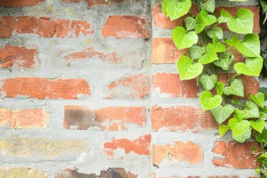 Sarmaşık desenli duvar, tuğla ve nötr gri duvar. Dışarıda güneşli bir gün. Boş kopyalama alanı