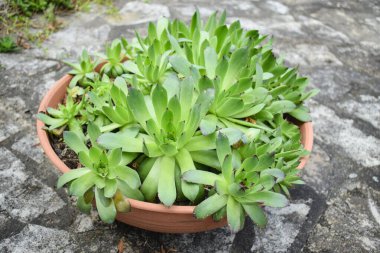 Kayalıklarda, zeminde ve beton bitkilerinde güzel sulular...