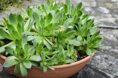 Kayalıklarda, zeminde ve beton bitkilerinde güzel sulular...