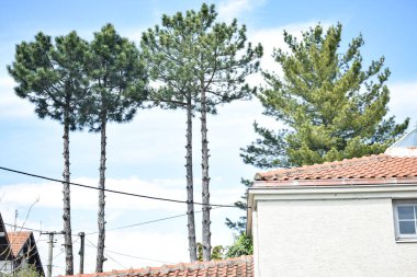 Büyük evin arkasındaki palmiyeler gibi budanmış çamlar. Bulutlu gökyüzü ve garip ağaçlar