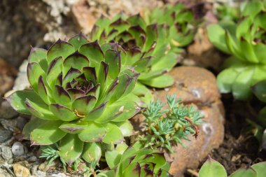 Kayalıklarda, zeminde ve beton bitkilerinde güzel sulular...