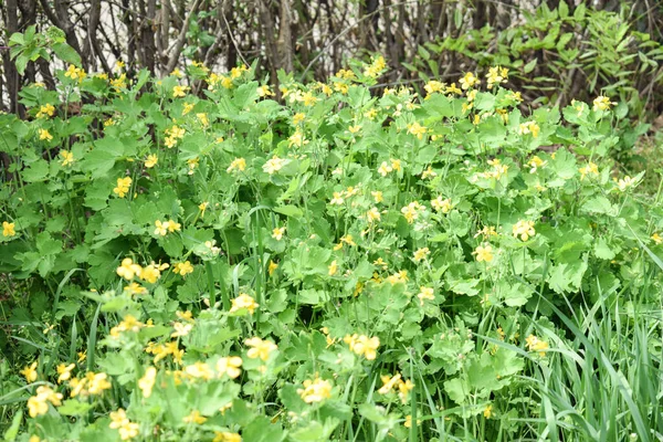 Fresh Spring Bush Yellow Flowers — Stock Photo, Image