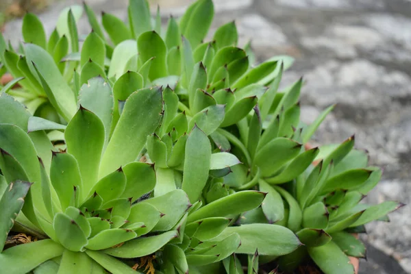 Hermosas Suculentas Plantadoras Rocosas Tierra Hormigón —  Fotos de Stock