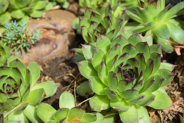 Hermosas Suculentas Plantadoras Rocosas Tierra Hormigón —  Fotos de Stock