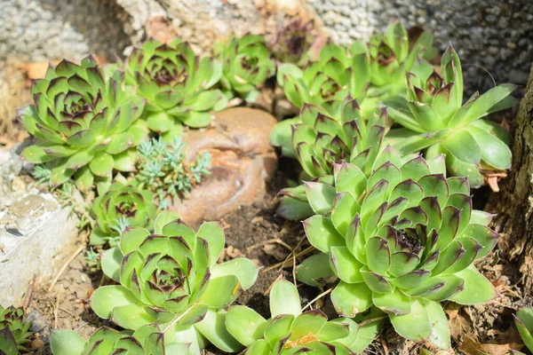 Hermosas Suculentas Plantadoras Rocosas Tierra Hormigón —  Fotos de Stock