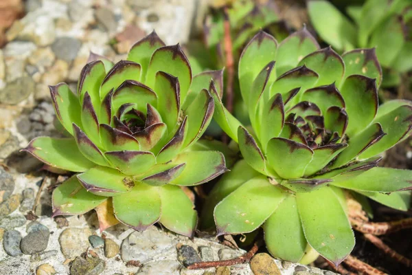 Hermosas Suculentas Plantadoras Rocosas Tierra Hormigón —  Fotos de Stock