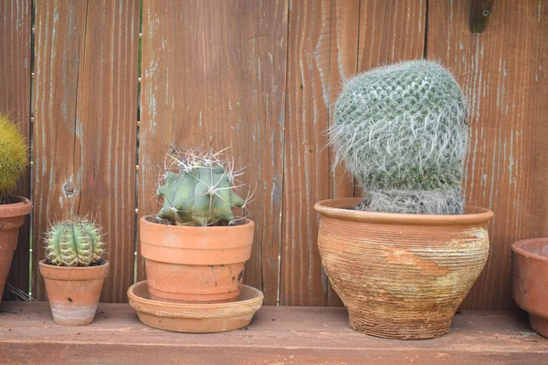 Kaktus Cearmic Hrnci Dřevěné Desce Pozadí Agave Bílými Pruhy Brick — Stock fotografie