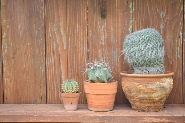 Cactus Cearmic Pot Wooden Board Background Agave White Stripes Brick — Stock Photo, Image