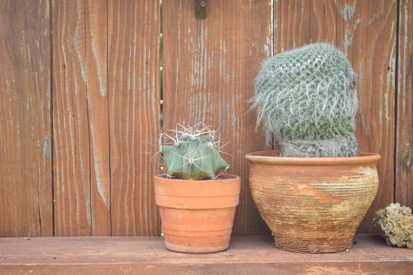 Cactus Potenciômetro Cearmic Placa Madeira Fundo Agave Com Listras Brancas — Fotografia de Stock
