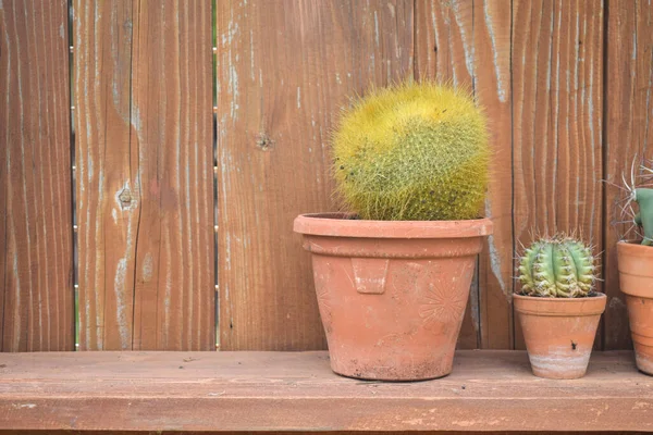 Cactus Maceta Cearmic Sobre Tabla Madera Fondo Agave Con Rayas —  Fotos de Stock