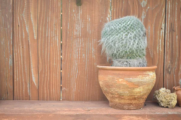 Cactus Potenciômetro Cearmic Placa Madeira Fundo Agave Com Listras Brancas — Fotografia de Stock