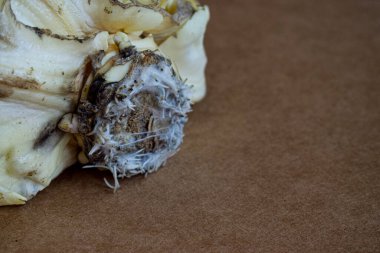 Tarafsız bir zeminde lahana filizlenmiş. boş metin kopyala