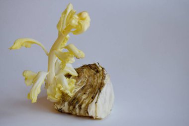 Tarafsız bir zeminde lahana filizlenmiş. boş metin kopyala