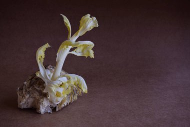 Tarafsız bir zeminde lahana filizlenmiş. boş metin kopyala