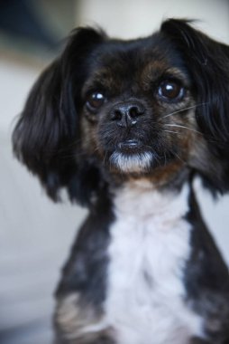 Tarafsız bir arka planda melez bir köpek. Beyaz koltukta komik bir köpek. Köpek ahşap zeminde oturuyor. Kadın elinden köpek maması..