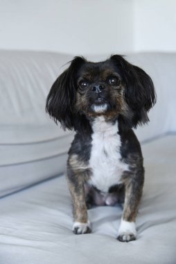 Tarafsız bir arka planda melez bir köpek. Beyaz koltukta komik bir köpek. Köpek ahşap zeminde oturuyor. Kadın elinden köpek maması..