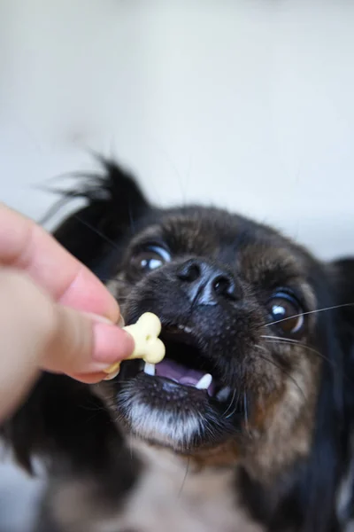 Perro Raza Mixta Aislado Fondo Neutro Perro Gracioso Sofá Blanco — Foto de Stock