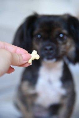Tarafsız bir arka planda melez bir köpek. Beyaz koltukta komik bir köpek. Köpek ahşap zeminde oturuyor. Kadın elinden köpek maması..