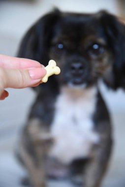 Tarafsız bir arka planda melez bir köpek. Beyaz koltukta komik bir köpek. Köpek ahşap zeminde oturuyor. Kadın elinden köpek maması..