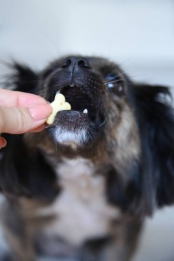 Tarafsız bir arka planda melez bir köpek. Beyaz koltukta komik bir köpek. Köpek ahşap zeminde oturuyor. Kadın elinden köpek maması..