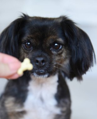 Tarafsız bir arka planda melez bir köpek. Beyaz koltukta komik bir köpek. Köpek ahşap zeminde oturuyor. Kadın elinden köpek maması..