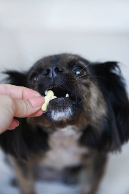 Tarafsız bir arka planda melez bir köpek. Beyaz koltukta komik bir köpek. Köpek ahşap zeminde oturuyor. Kadın elinden köpek maması..